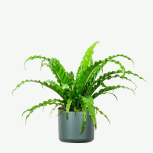 Home plants ecommerce product featured img 8